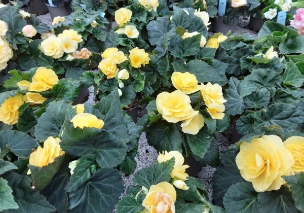 Begonia tuberhybrida Nonstop Lemon