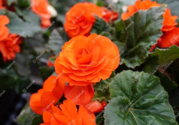 Begonia tuberhybrida Nonstop Orange