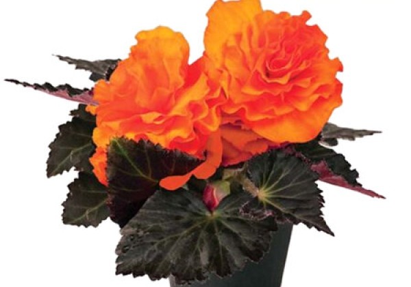 Begonia tuberhybrida Nonstop Mocca Bright Orange