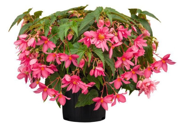 Begonia tuberhybrida Funky Pink