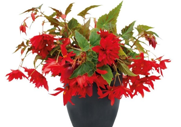 Begonia tuberhybrida Funky Scarlet