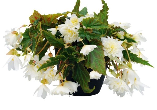 Begonia tuberhybrida Funky White