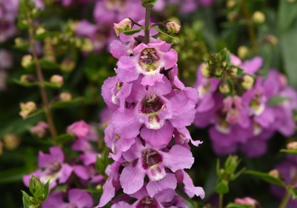 Angelonia angustifolia Serenita Lavender