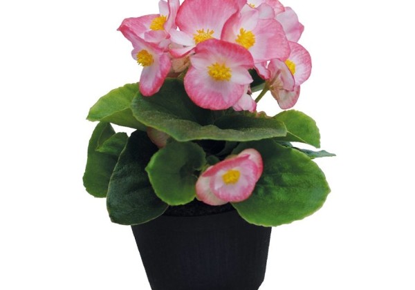 Begonia semperflorens  Super Cool Blush