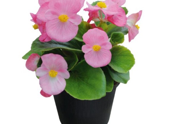 Begonia semperflorens  Super Cool Pink