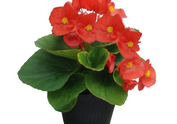 Begonia semperflorens  Super Cool Red