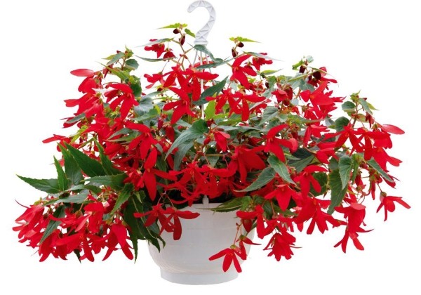 Begonia boliviensis Groovy Red
