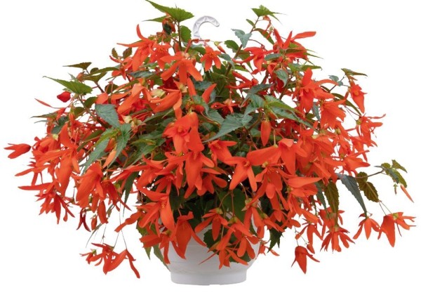 Begonia boliviensis Groovy Orange