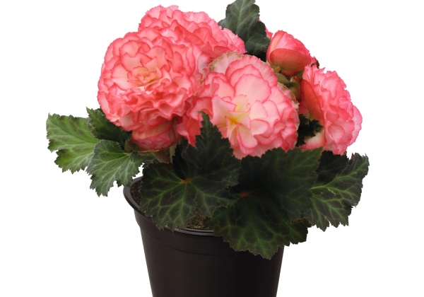 Begonia tuberhybrida Nonstop Rose Picotee