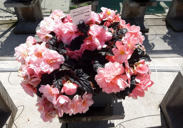 Begonia tuberhybrida Nonstop Mocca Light Pink