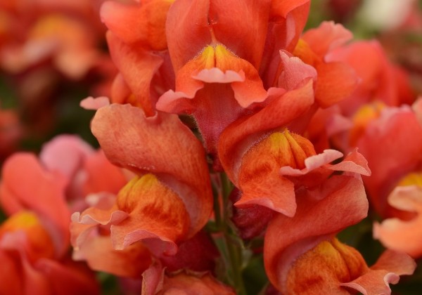 Antirrhinum majus Snapshot Orange