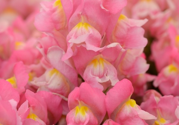 Antirrhinum majus Snapshot Pink
