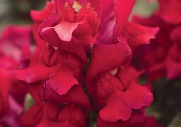 Antirrhinum majus Snapshot Red