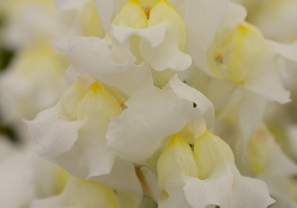 Antirrhinum majus Snapshot White
