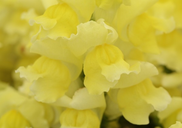 Antirrhinum majus Snapshot Yellow