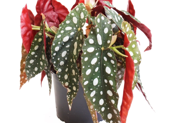Begonia Silver Spot