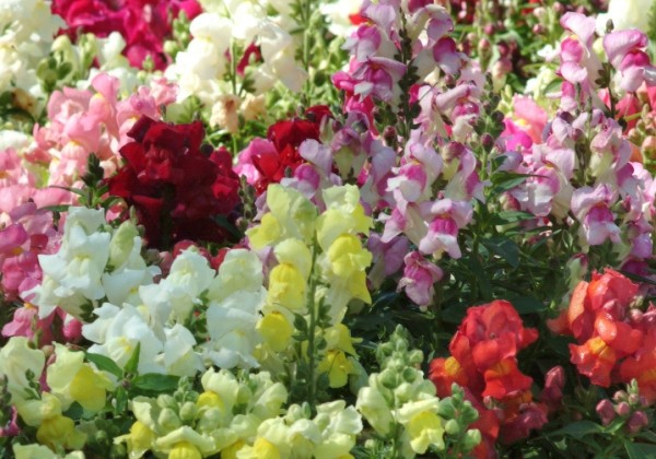 Antirrhinum majus Snapshot Mix
