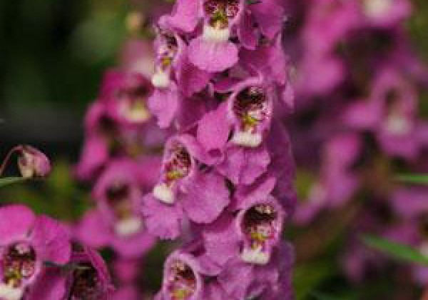 Angelonia angustifolia Serenita Pink