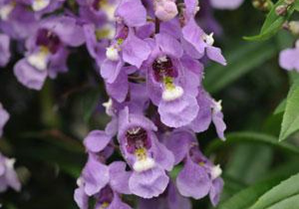 Angelonia angustifolia Serenita Sky Blue