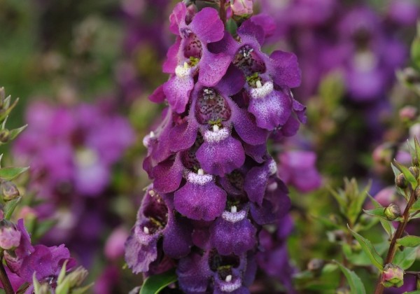 Angelonia angustifolia Serenita Purple