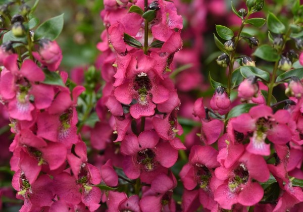 Angelonia angustifolia Serenita Rose