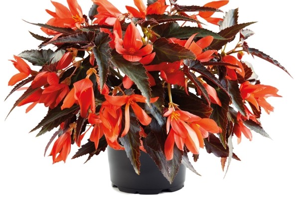 Begonia boliviensis  Bossa Nova Night Fever Papaya