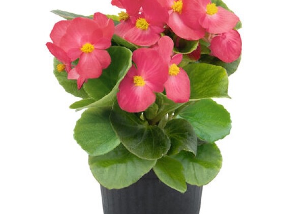 Begonia semperflorens  Super Cool Lipstick
