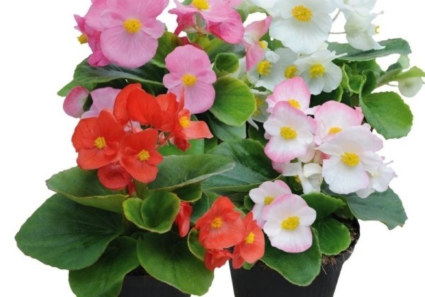 Begonia semperflorens  Super Cool Mix