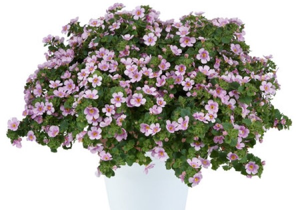 Sutera cordata Scopia Gulliver Compact Blush