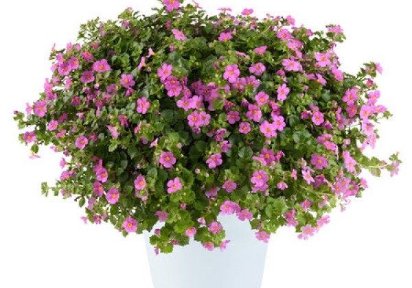 Sutera cordata Scopia Gulliver Compact Rosa