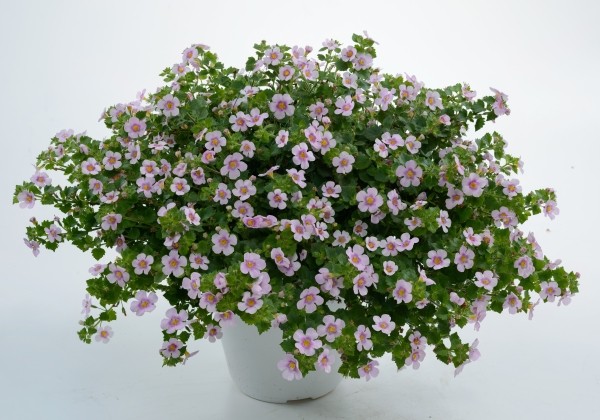 Sutera cordata Scopia Gulliver Pink Heart