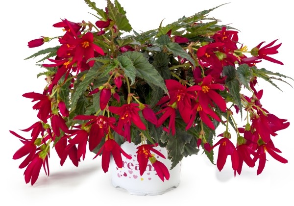 Begonia boliviensis  Beauvilia Red