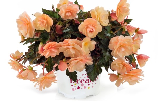 Begonia Fragrant Falls Peach