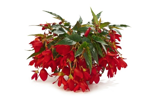 Begonia boliviensis  Waterfall Encanto Red