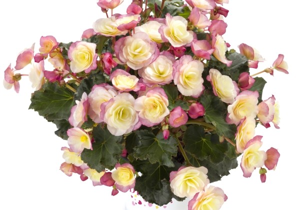 Begonia Bk Collection Glory Bicolour