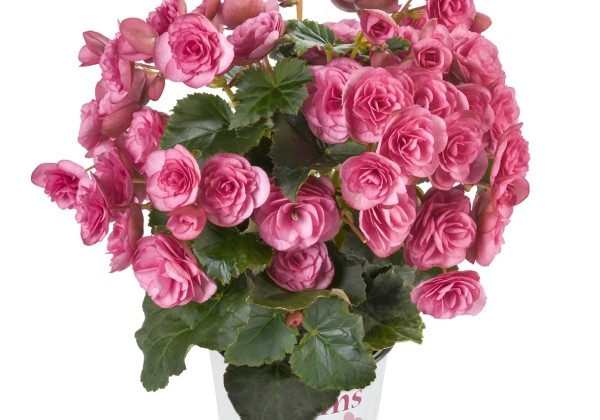 Begonia Bk Collection Rhodee Pink