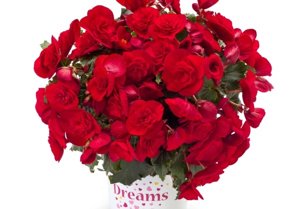 Begonia Bk Collection Bonny