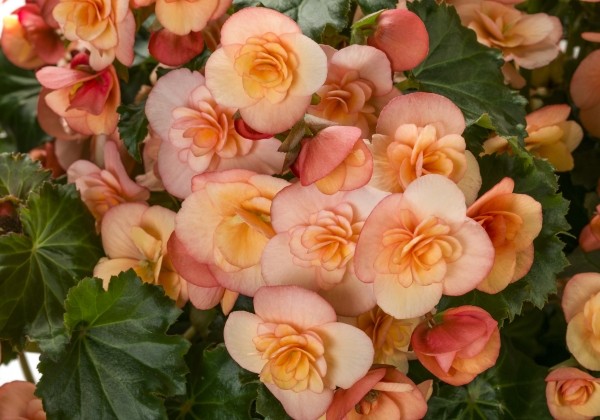 Begonia Bk Collection Esmay Peach