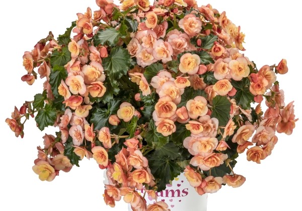 Begonia Bk Collection Esmay Peach