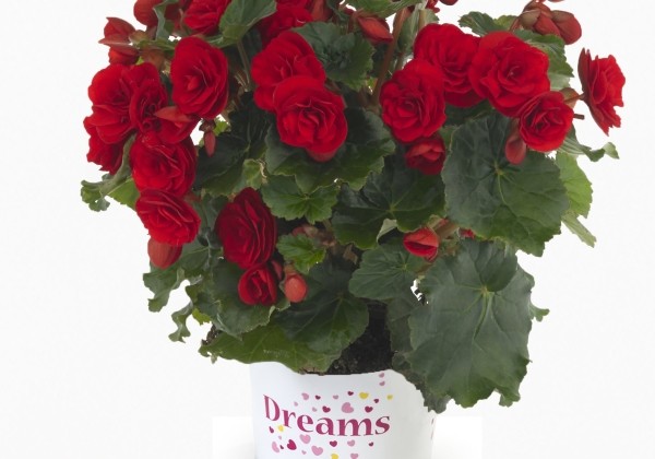 Begonia Bk Collection Carmen Red