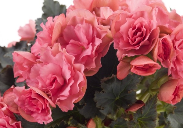 Begonia Bk Collection Chloe Coral Pink