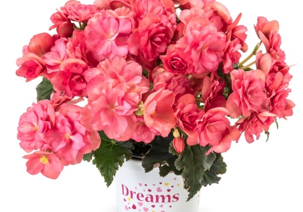 Begonia Bk Collection Chloe Coral Pink