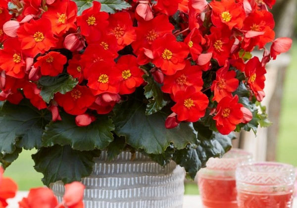 Begonia Dreams Garden Macarouge