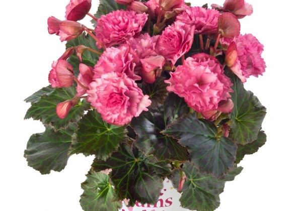 Begonia Bk Collection Frivola Pink