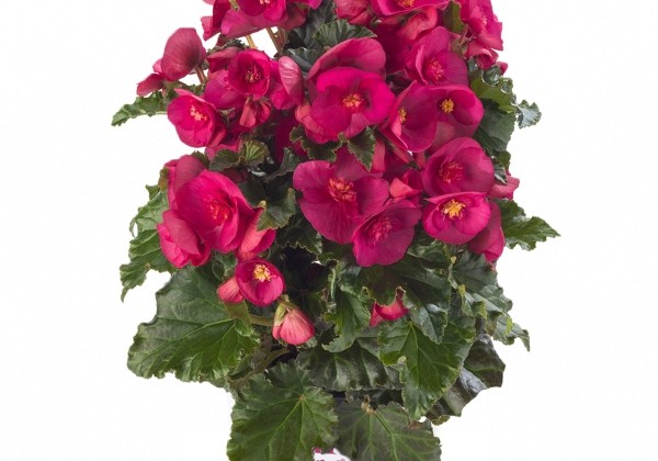 Begonia Bk Collection Evi Bright Pink