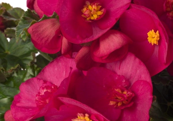 Begonia Bk Collection Evi Bright Pink