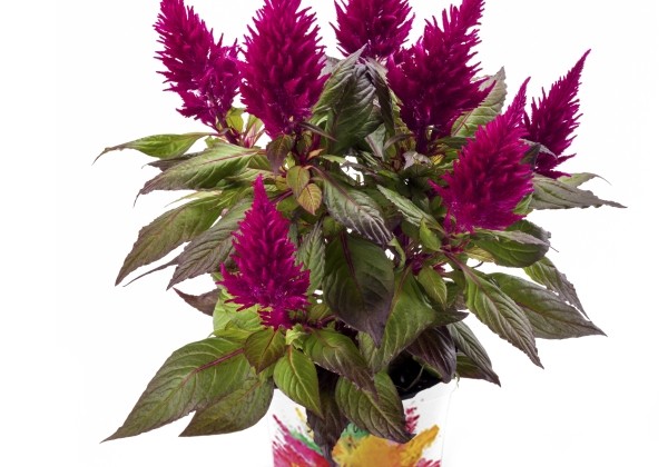 Celosia argentea Kelos Fire Scarlet