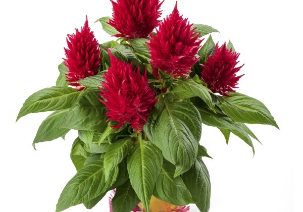 Celosia argentea Kelos Fire Red