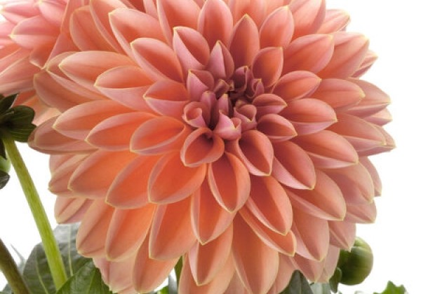 Dahlia pinnata Dahlietta Surprise Lily