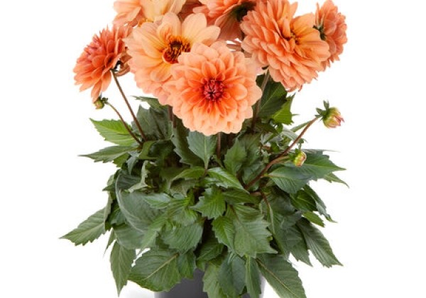 Dahlia pinnata Labella Grande Coral AMX